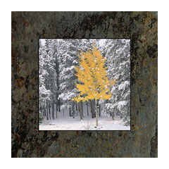 Lone Aspen by David Clack