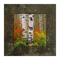 Red Bush and Aspen by David Clack