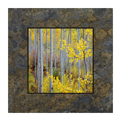 Aspen Grove at Independent Pass by David Clack