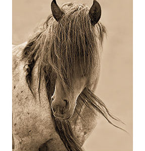 Freedom by Lisa Dearing