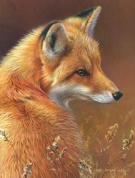 Curious Red Fox by Joni Johnson-Godsy