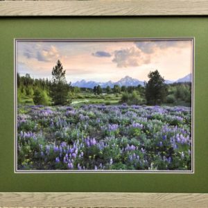 Lupine Meadow - Grand Teton National Park by Tim Fitzharris