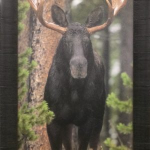 Skinny Chocolate Moose by Gary Crandall