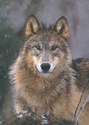 Woodland Pride by Art Wolfe
