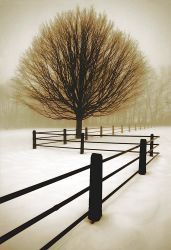 Solitude by David Lorenz Winston