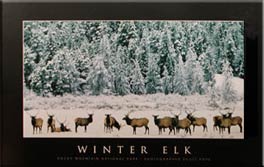 Winter Elk by Scott Pope
