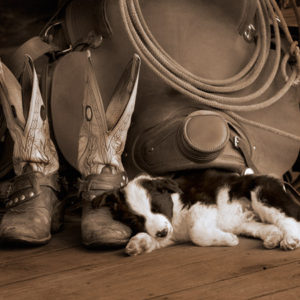 Cowboy Puppy by Robert Dawson