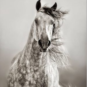 Caballo De Andaluz by Lisa Dearing