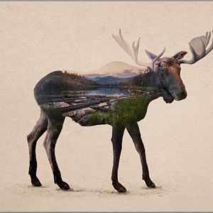 Bull Moose by Davies Babies