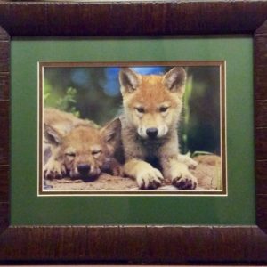 Spring Wolf Pups by Art Wolfe