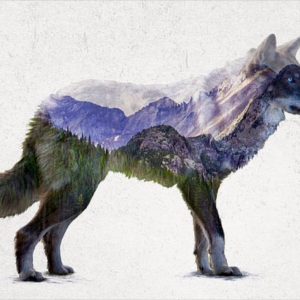 Rocky Mountain Grey Wolf by Davies Babies