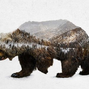 Kodiak Brown Bear by Davies Babies