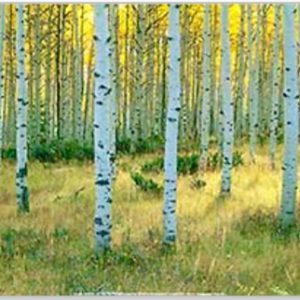 Aspens, Ashley by Alain Thomas