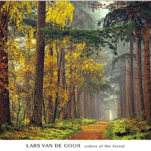 Colors of the Forest by Lars Van de Goor