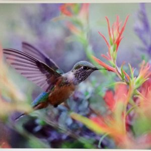 Hummingbird Wonderland by Dick Orleans