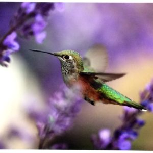 Bejeweled by Dick Orleans