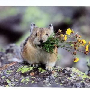 A Bunch of Sunshine by Dick Orleans