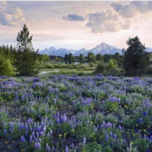 Lupine Meadow - Grand Teton National Park by Tim Fitzharris