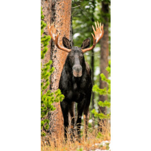 Skinny Chocolate Moose by Gary Crandall