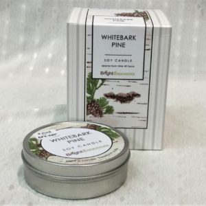 White Bark Pine Candle