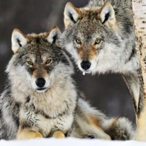 Grey Wolf Pair in Snow by Jasper Doest