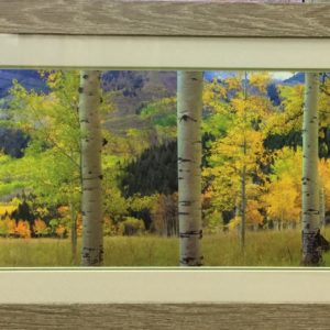 Quaking Aspen by Tim Fitzharris