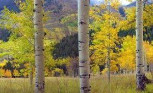 Quaking Aspen by Tim Fitzharris