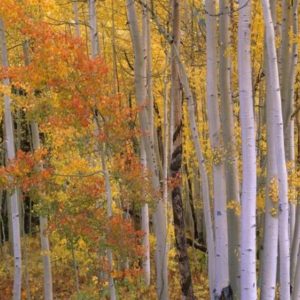 Aspens at Independence Pass by Tim Fitzharris