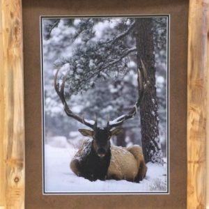 Samson by Scott Pope (aspen log frame)