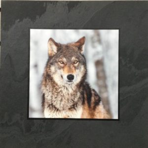 Wolf Profile