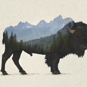 Grand Teton Bison by Davies Babies