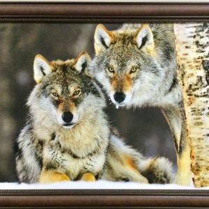 Grey Wolf Pair in Snow by Jasper Doest