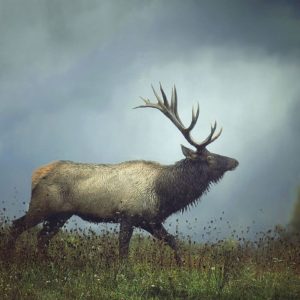 The Elk by Carrie Ann Grippo-Pike