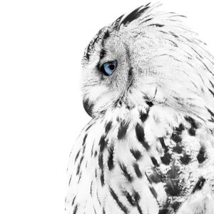 White Owl by Design Fabrikken