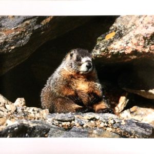 Buddha Marmot by Dick Orleans
