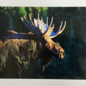 Morning Majesty by Dick Orleans