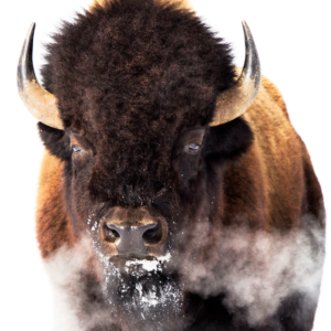 Yellowstone Bison by Jason Savage