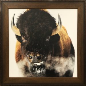 Yellowstone Bison by Jason Savage