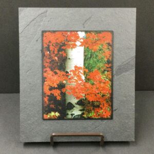 Aspen with Red Bushes by David Clack