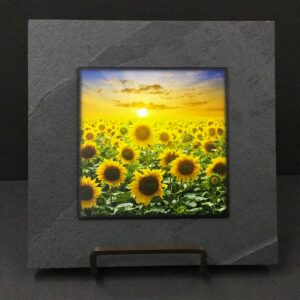 Sunflowers by Illustrated Light