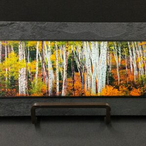 Fall Aspen Grove by David Clack